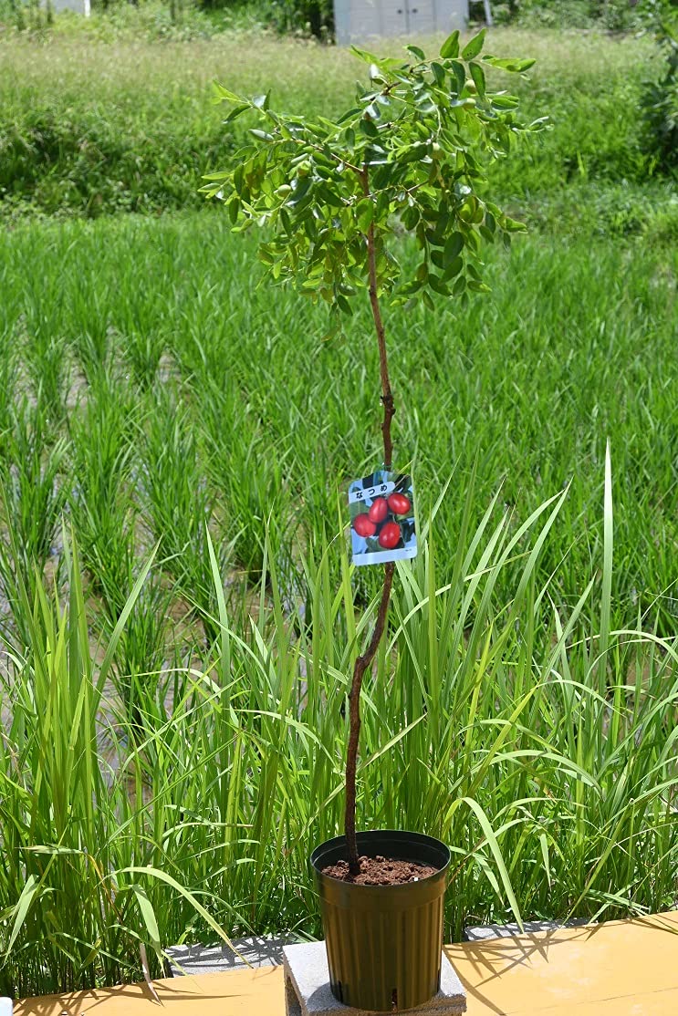 Amazon.co.jp: 果樹苗なつめ1本 ナツメ果樹植木 果樹栽培植木 : DIY